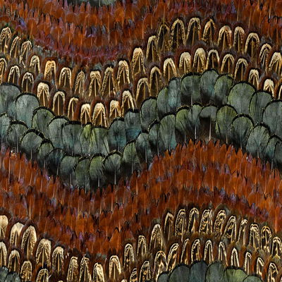 Peacock & Pheasant Biscayne Panel