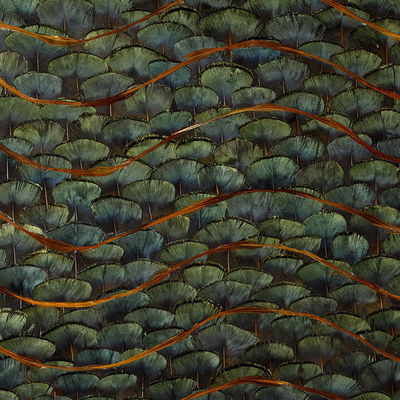 Peacock Emerald Bay Panel