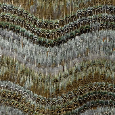 Blue Heron Clearwater Panel