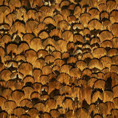 Apricot Limonite Panel